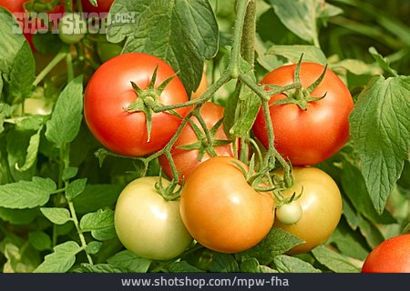 
                Tomate, Strauchtomate, Tomatenanbau                   