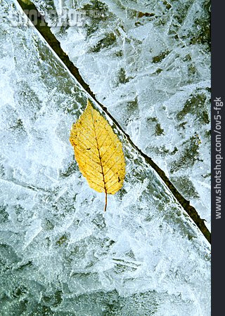 
                Winter, Leaf, Ice, Frost                   