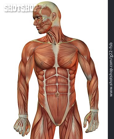 
                Muskeln, Muskulatur, Anatomie                   