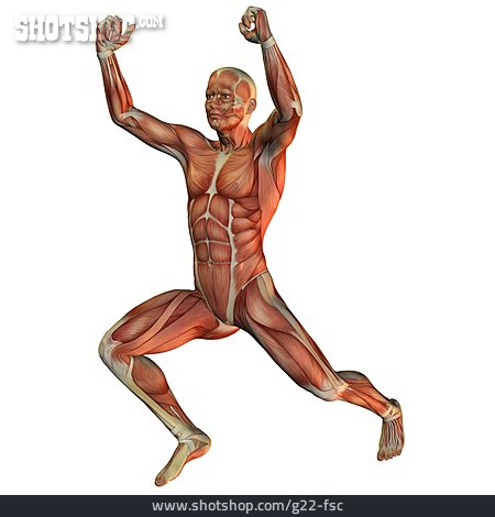 
                Muskulatur, Anatomie, Muskelaufbau                   
