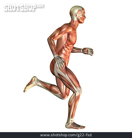 
                Muskeln, Athlet, Muskulatur, Anatomie                   