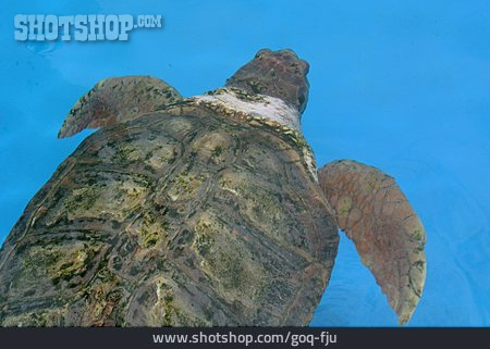 
                Schildkröte, Riesenschildkröte                   