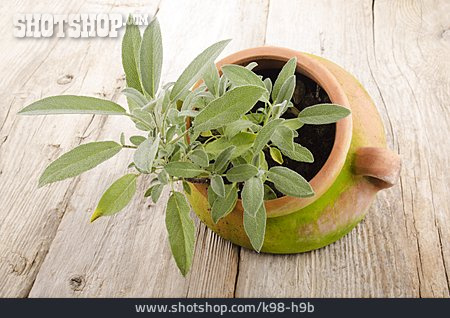 
                Salbei, Gewürzpflanze                   