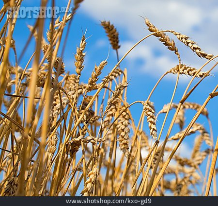 
                Getreide, Weizen                   