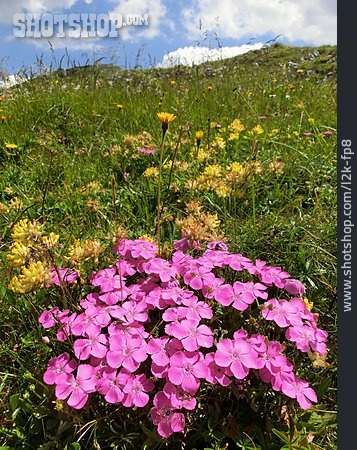 
                Alpenblume, Alm, Stein-nelke                   