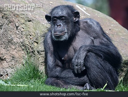 
                Affe, Schimpanse                   
