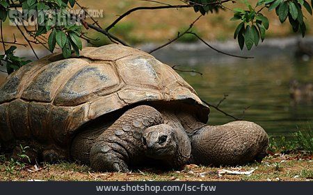 
                Schildkröte, Landschildkröte, Seychellen-riesenschildkröte                   