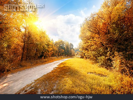 
                Bäume, Feldweg, Herbstlich                   