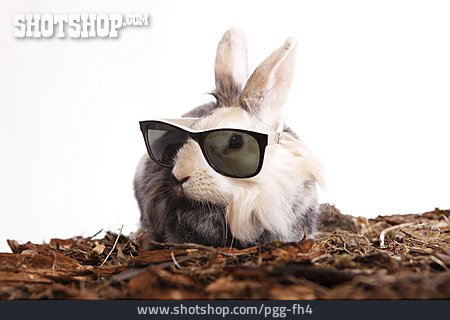 
                Humor & Skurril, Sonnenbrille, Kaninchen                   