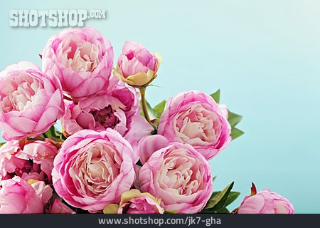 
                Rosenblüte, Bullata                   