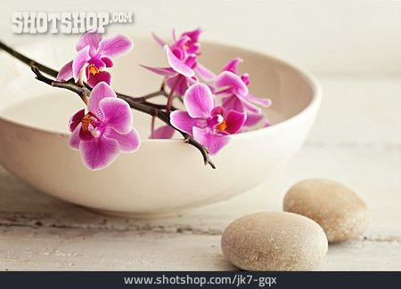 
                Wellness & Relax, Zen, Orchideenblüte                   