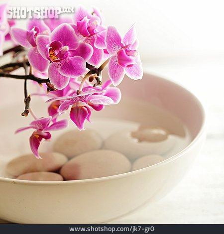 
                Orchidee, Zen                   