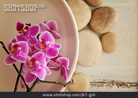 
                Wellness & Relax, Orchideenblüte                   
