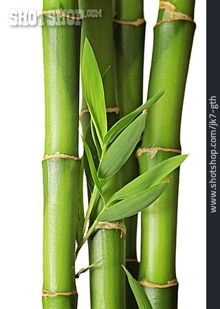 
                Bambus                   