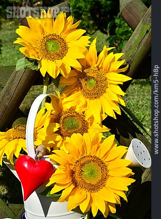
                Sonnenblumen, Gartendekoration                   