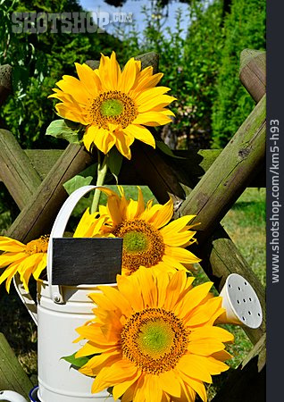 
                Sonnenblume, Gießkanne, Gartendekoration                   