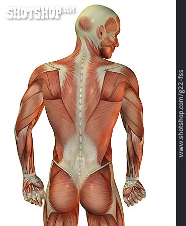 
                Muskeln, Rücken, Muskulatur, Anatomie                   