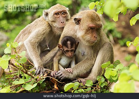 
                Tierfamilie, Affe, Affenfamilie                   