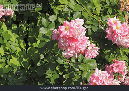 
                Rosenblüte, Rosenstock, Kletterrose                   