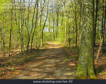 
                Waldweg, Laubwald                   