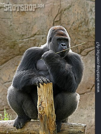 
                Gorilla, Menschenaffe                   