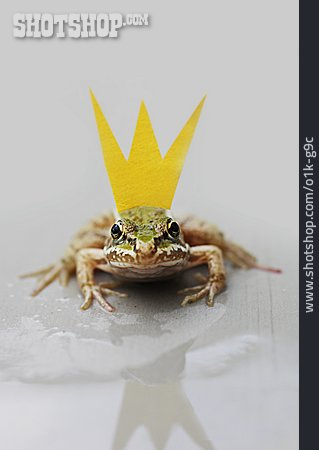 
                Frog, Frog Prince                   