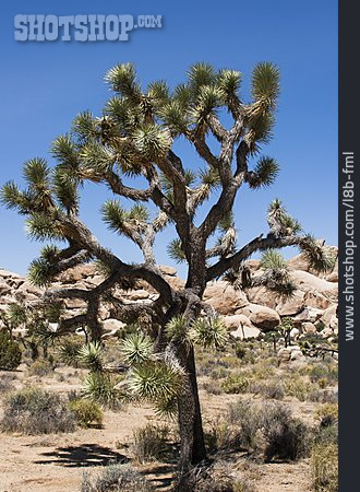 
                Baum, Yucca, Joshua Tree, Joshua-tree-nationalpark                   