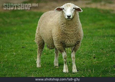 
                Schaf, Hausschaf                   