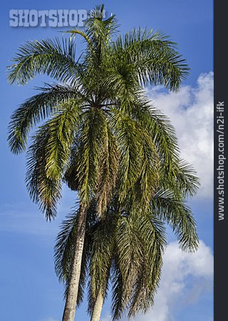 
                Palme, Königspalme                   