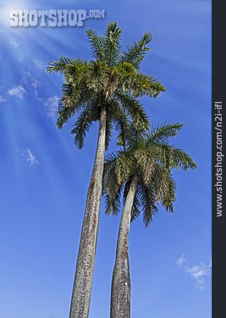 
                Palme, Königspalme                   