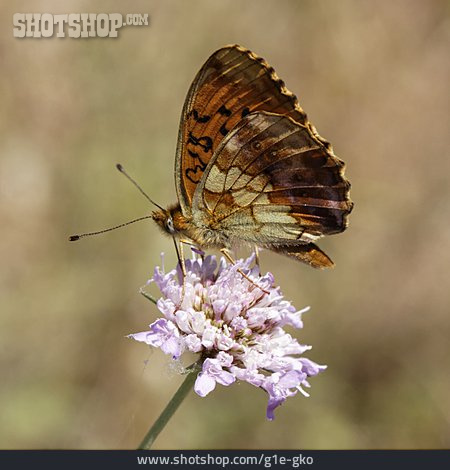 
                Schmetterling, Brombeer-perlmutterfalter                   