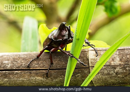 
                Käfer, Nashornkäfer                   