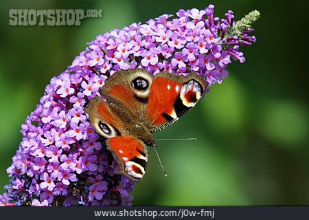 
                Schmetterling, Pfauenauge                   