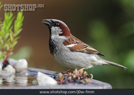 
                Sparrow, House Sparrow                   