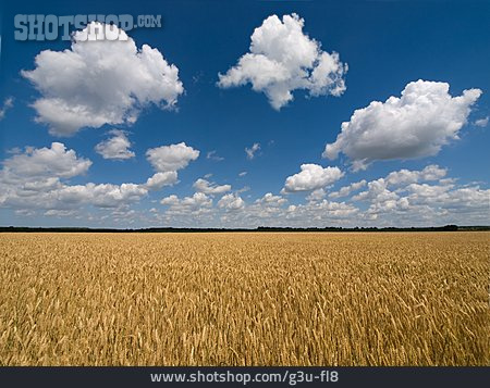 
                Getreide, Weizen, Weizenfeld, Getreidefeld                   