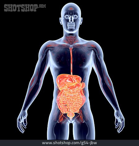 
                Anatomy, Organ, Digestive Tract                   