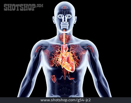 
                Herz, Anatomie, Organ                   