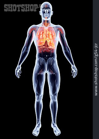 
                Lunge, Anatomie, Atmungsorgan                   
