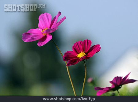 
                Blume, Schmuckkörbchen                   