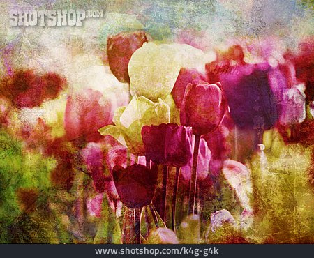 
                Hintergrund, Tulpe, Floral                   