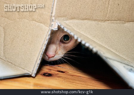 
                Katze, Verstecken, Versteck                   