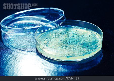 
                Petrischale, Bakterien, Mikrobiologie                   
