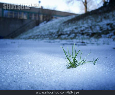 
                Gras, Schnee, Frühlingserwachen                   