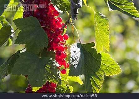 
                Beerenfrucht, Johannisbeere, Johannisbeerstrauch                   