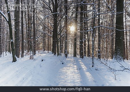 
                Wald, Winterlandschaft, Schnee                   