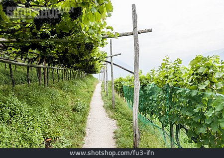 
                Weinberg, Weinanbau                   