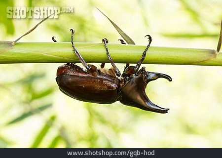 
                Käfer, Nashornkäfer                   