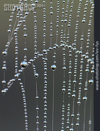 
                Spinnennetz, Tau, Wassertropfen                   