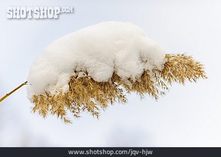 
                Winter, Snow, Reed                   