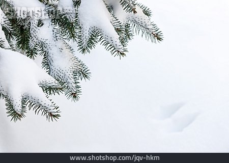 
                Schnee, Tannenzweig                   